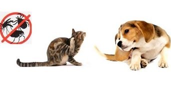 ANTIPARASSITARI PER CANI e GATTI CONTRO PULCI E ZECCHE: GUIDA ALL’ACQUISTO ED USO